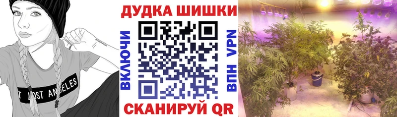 где купить   Афипский  Канабис гибрид 
